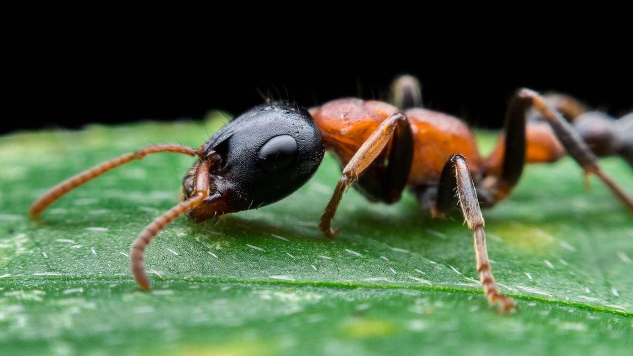 Tetraponera leafcutter ant. Image credit: Phattipol/Shutterstock