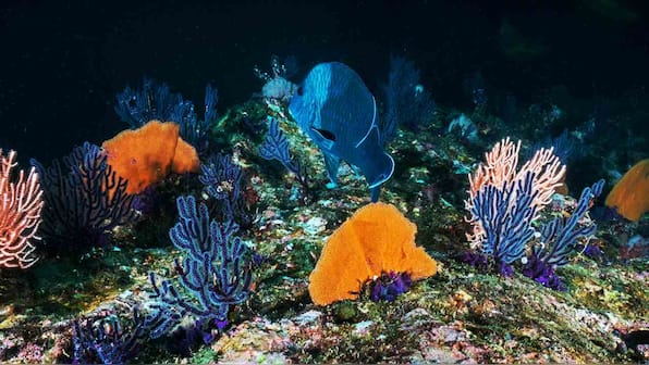 Steep decline of Great Barrier Reef corals over past 25 years, irreversible: Study