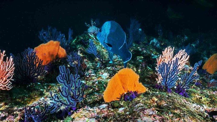 Steep decline of Great Barrier Reef corals over past 25 years, irreversible: Study