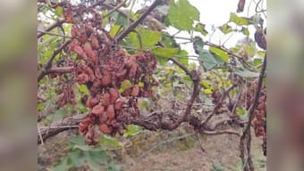Grape farmers in Pingalwade hit with crores worth of damage due to unseasonal rains, look to new Maharashtra govt for relief