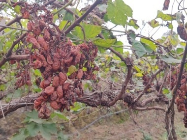 Grape farmers in Pingalwade hit with crores worth of damage due to unseasonal rains, look to new Maharashtra govt for relief Grape farmers in Pingalwade hit with crores worth of damage due to unseasonal rains, look to new Maharashtra govt for relief