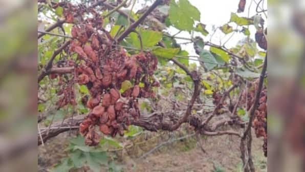 Grape farmers in Pingalwade hit with crores worth of damage due to unseasonal rains, look to new Maharashtra govt for relief