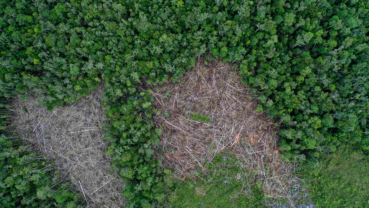 Deforestation in Borneo. Photo by Rhett A. Butler