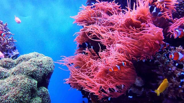 Ocean calls: Dead coral reefs are beings saved one musical number at a time