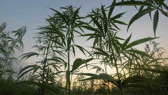 High times at the ISS: Agri-tech company to send cannabis, coffee to space to study microgravity's effects
