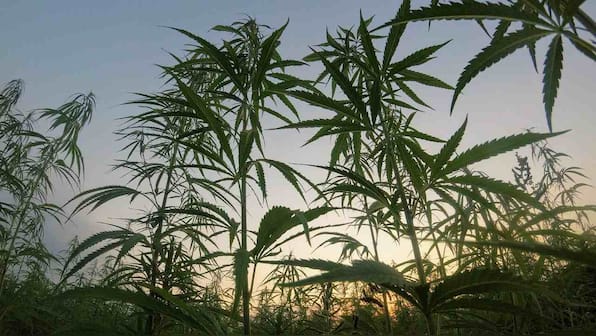 High times at the ISS: Agri-tech company to send cannabis, coffee to space to study microgravity's effects