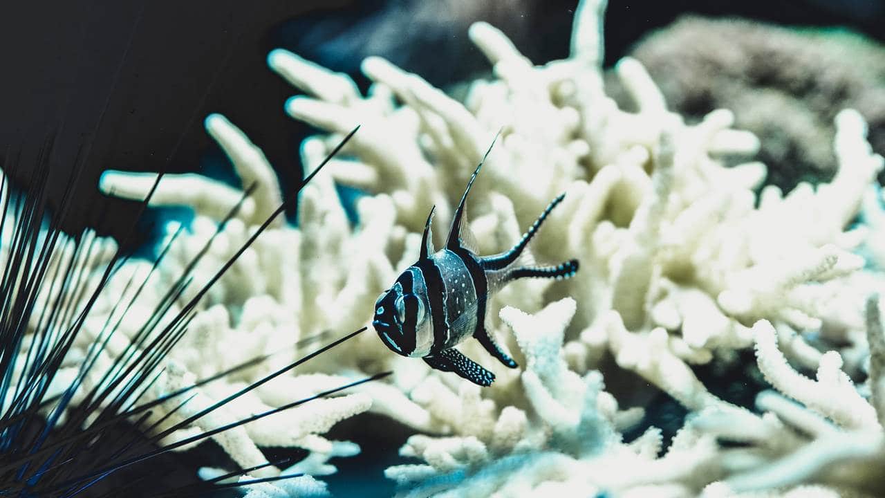 A bleached patch of coral does not support the alage and is hence considered dead.