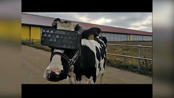 'Moo-tivational step for dairy farmers': In Russia, VR goggles tested on cows to improve their mood and milk quality