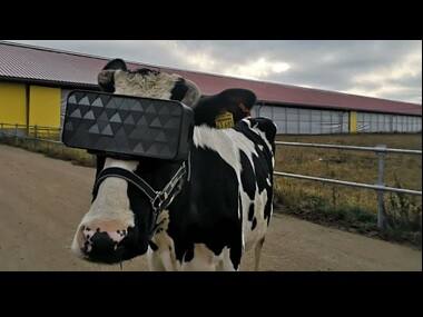 'Moo-tivational step for dairy farmers': In Russia, VR goggles tested on cows to improve their mood and milk quality