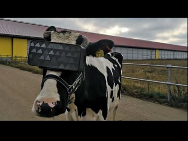'Moo-tivational step for dairy farmers': In Russia, VR goggles tested on cows to improve their mood and milk quality 'Moo-tivational step for dairy farmers': In Russia, VR goggles tested on cows to improve their mood and milk quality