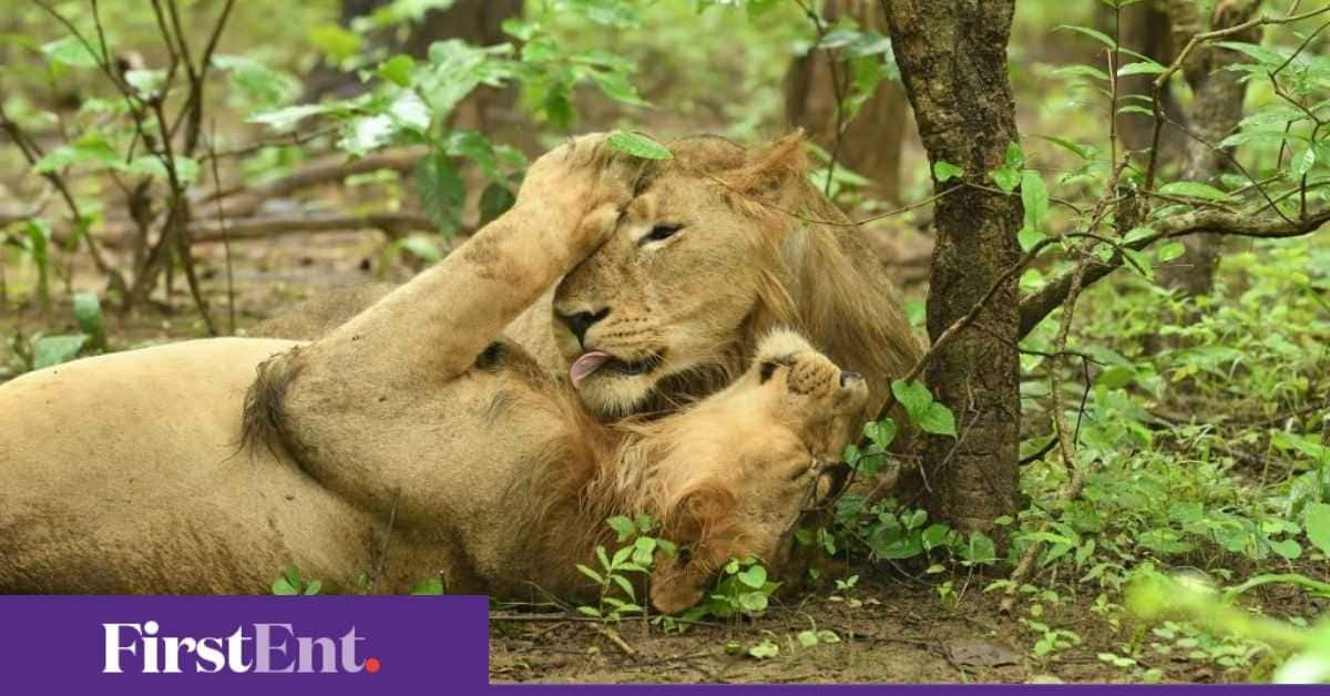The Lion Kingdom New series documents fight against canine distemper