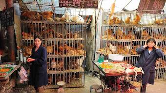 Coronavirus might've been transmitted from snakes to humans, claims a new study