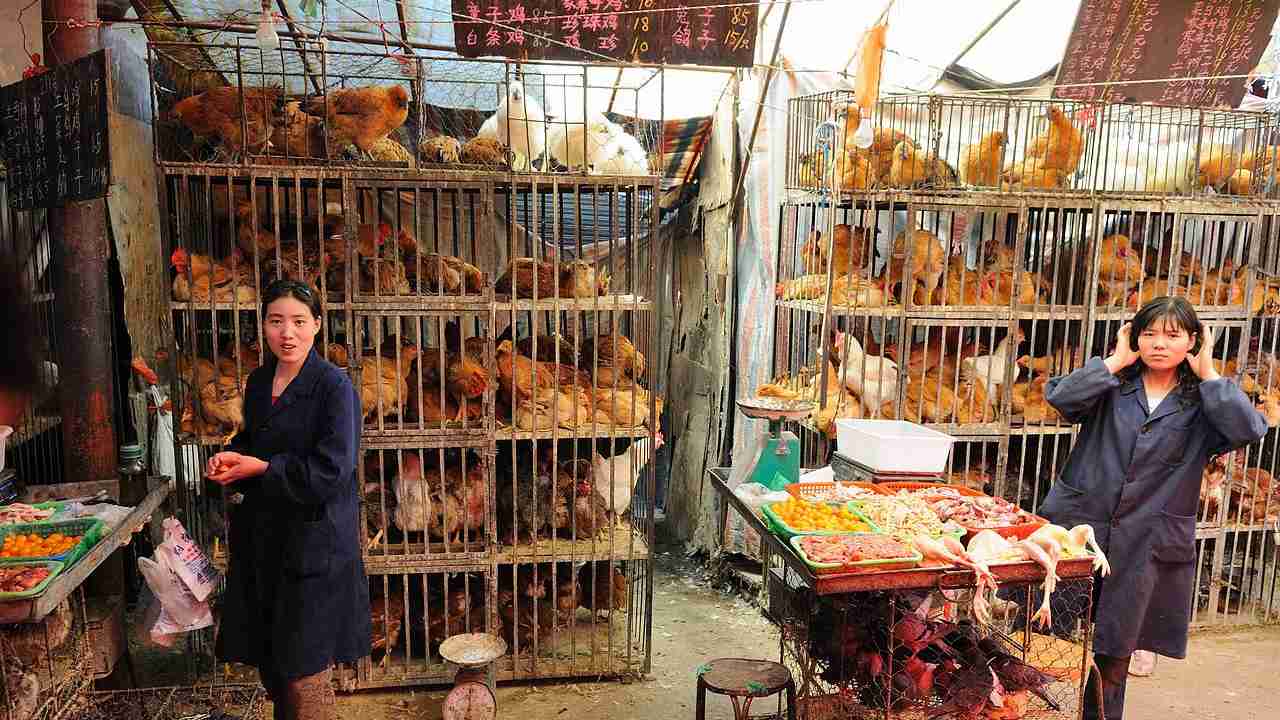 Coronavirus might've been transmitted from snakes to humans, claims a new study Coronavirus might've been transmitted from snakes to humans, claims a new study