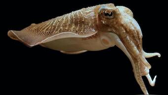 Cuttlefish wearing 3-D glasses explain how they find the right distance to strike prey