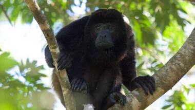 Reduction of forest cover in the tropics are changing the way monkeys communicate