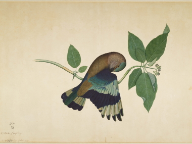 'A reminder of the high points in Indian art': William Dalrymple on curating Company paintings exhibition in London 'A reminder of the high points in Indian art': William Dalrymple on curating Company paintings exhibition in London