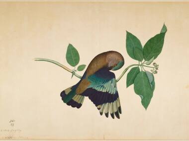 'A reminder of the high points in Indian art': William Dalrymple on curating Company paintings exhibition in London