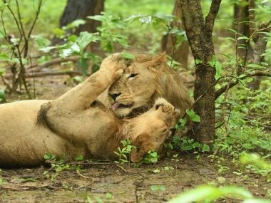 The Lion Kingdom: New series documents fight against canine distemper outbreak in Gujarat's Gir forest The Lion Kingdom: New series documents fight against canine distemper outbreak in Gujarat's Gir forest