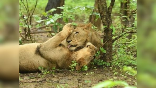 The Lion Kingdom: New series documents fight against canine distemper outbreak in Gujarat's Gir forest