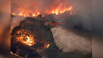 Australia bushfires: New estimate suggests one billion animals have perished nationwide
