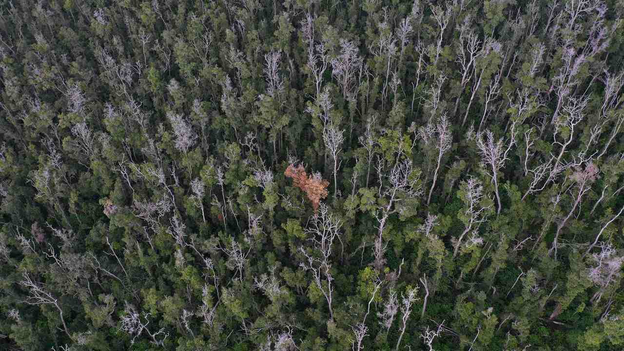 A forest dying due to Rapid ‘Ōhi’a Death. Image credit: Rhett A Butler