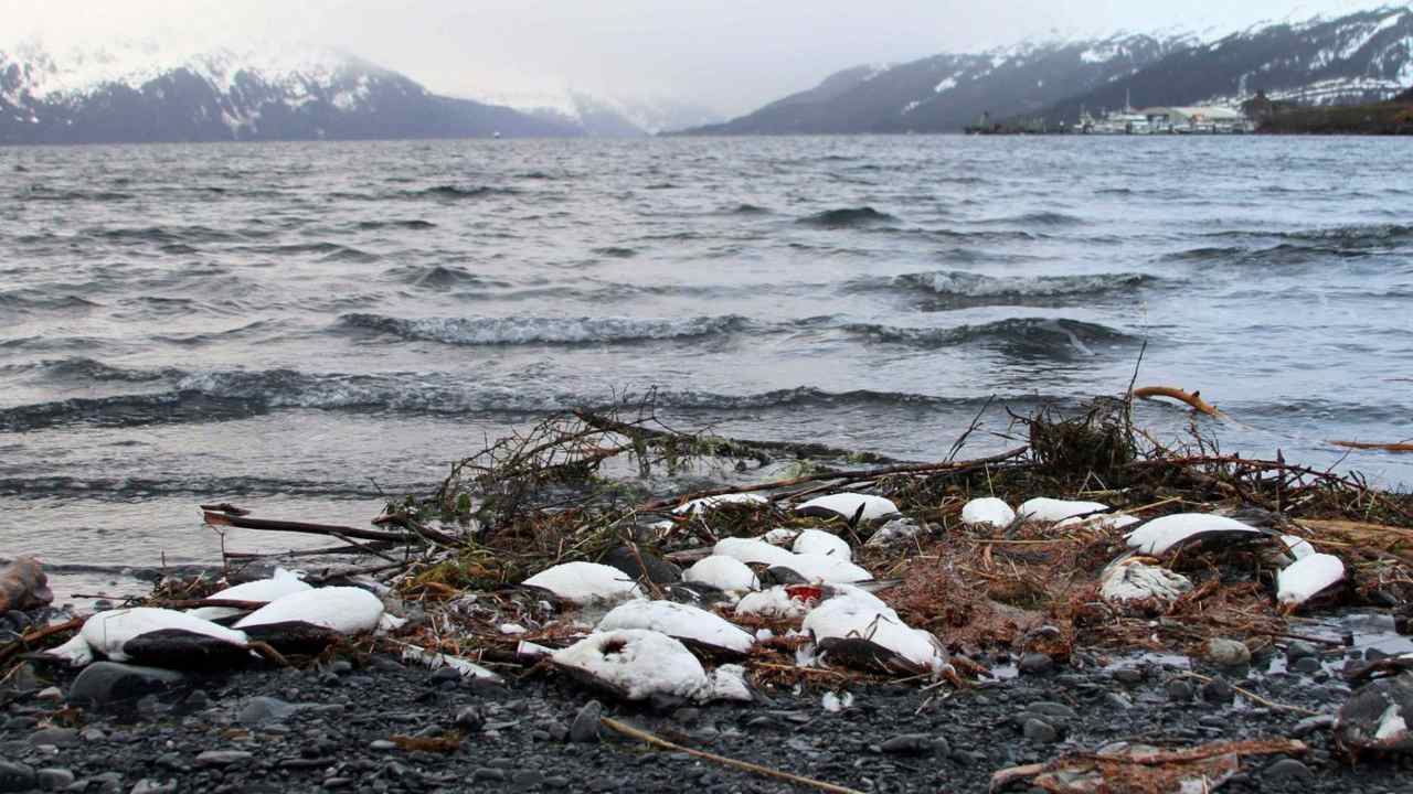 , dead common murres lie washed up on a rocky beach in Whittier, Alaska. Image credit: AP