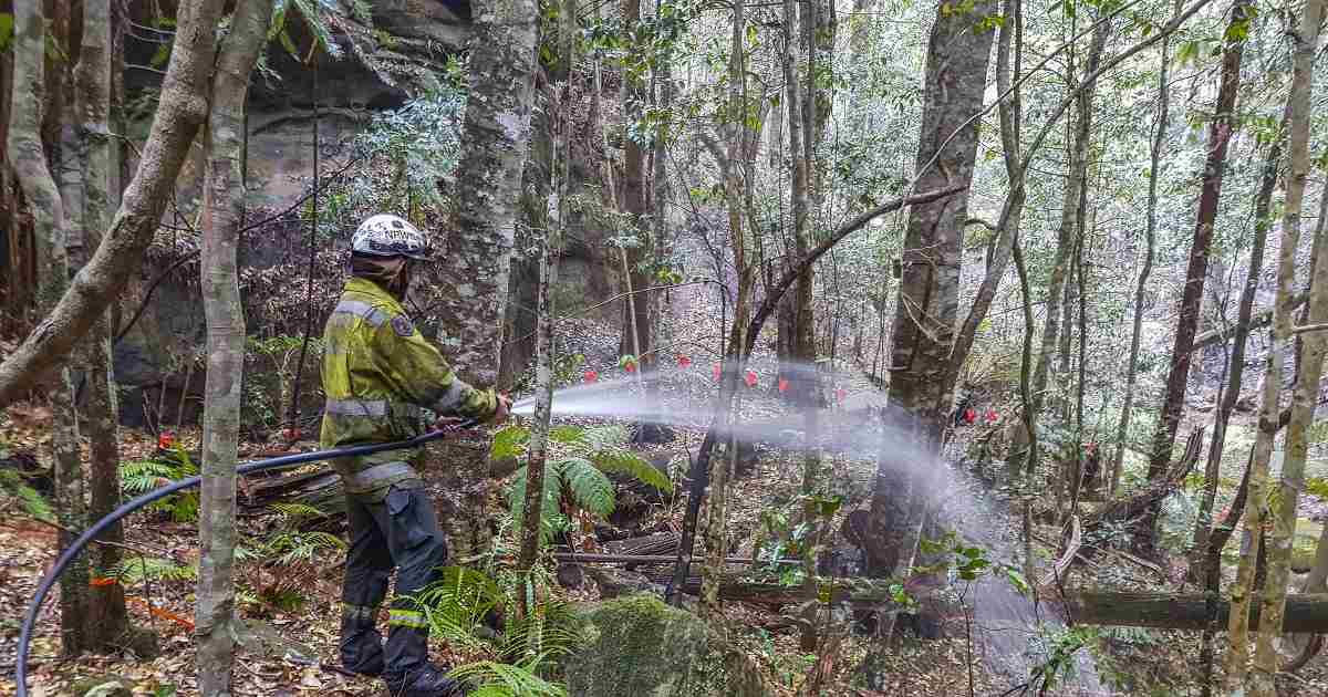Prehistoric Wollemi pine trees, once considered extinct and