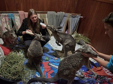 Susan Pulis, left, and Wendy Hendrickson feed kangaroos in a bedroom turned into a temporary shelter on Raymond Island in Australia. Christina Simons © 2020 The New York Times