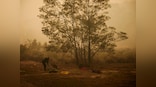 Koala mittens and baby bottles: How Australia's animals are being saved from the ravages of wildfires