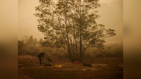 Koala mittens and baby bottles: How Australia's animals are being saved from the ravages of wildfires