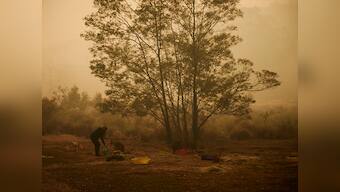Koala mittens and baby bottles: How Australia's animals are being saved from the ravages of wildfires
