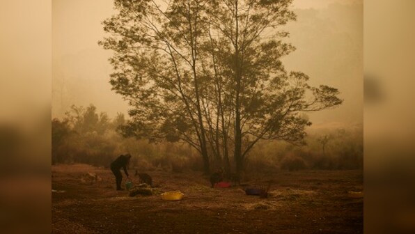 Koala mittens and baby bottles: How Australia's animals are being saved from the ravages of wildfires