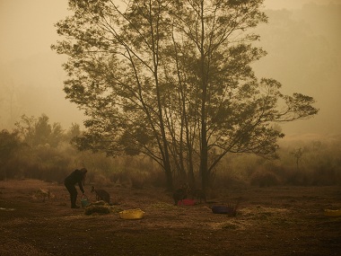 Koala mittens and baby bottles: How Australia's animals are being saved from the ravages of wildfires Koala mittens and baby bottles: How Australia's animals are being saved from the ravages of wildfires