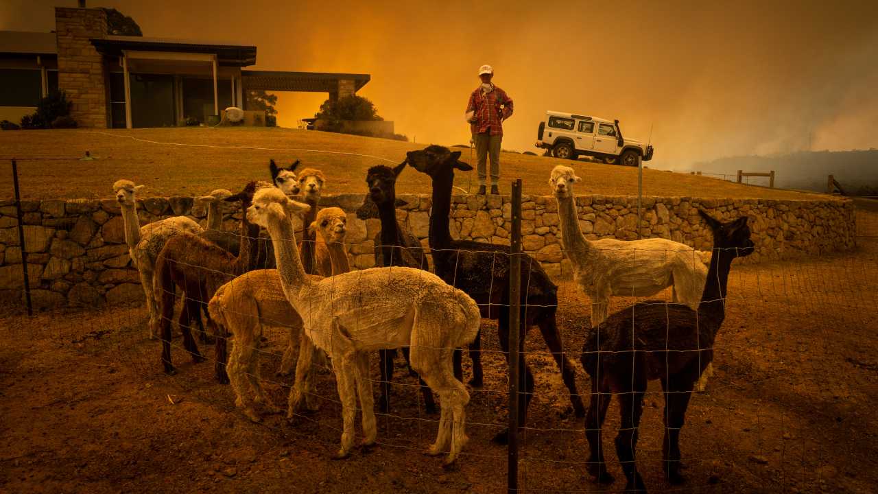 Under a smoke-filled sky, Jill Rose cools off her alpacas as a wildfire burns nearby in Tomerong, New South Wales, on 4 January 2020. Air pollution is not just a modern problem. Airborne toxins are so pernicious that they may have shaped human evolution. Image credit: Matthew Abbott/The New York Times