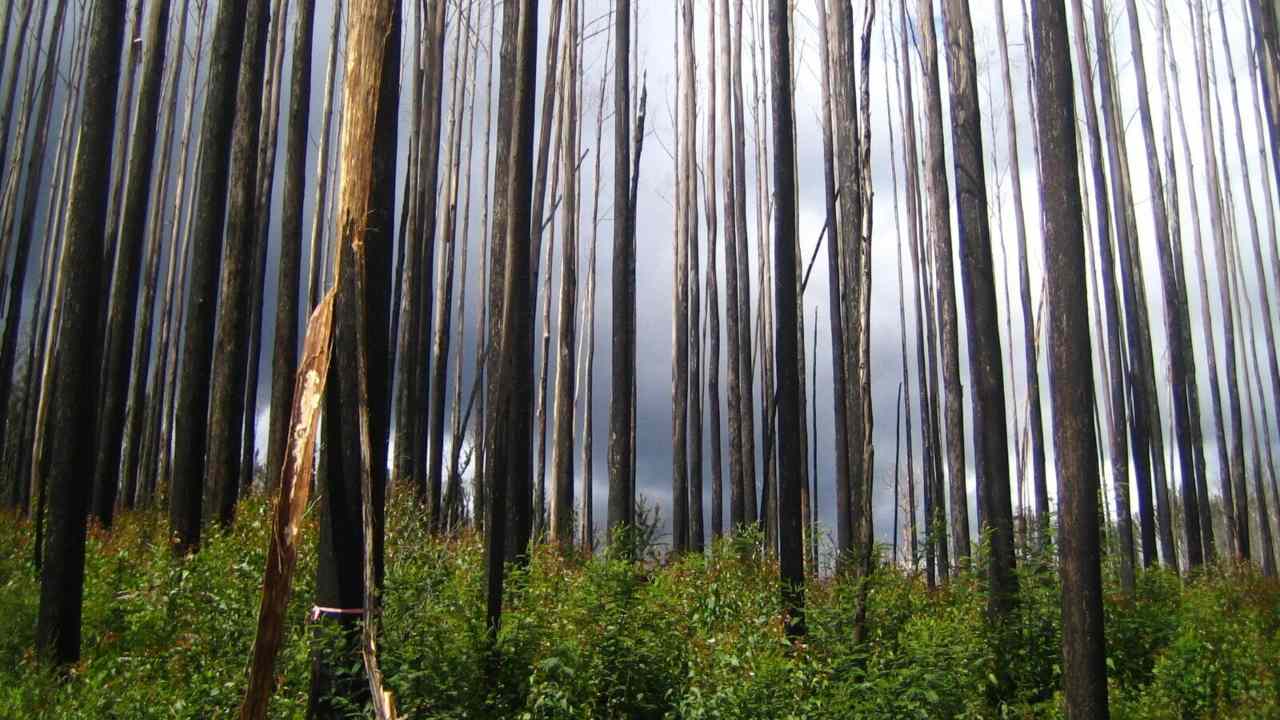 This 2010 photo provided by Sebastian Pfautsch shows an alpine ash forest that burned during 2009 wildfires. Image credit: Sebastian Pfautsch via AP