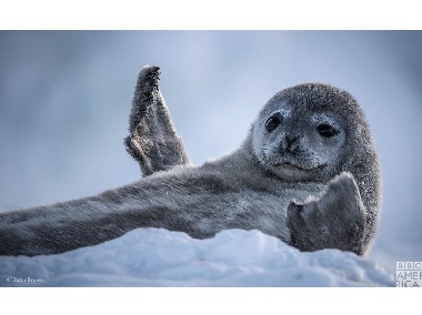 BBC America's Seven Worlds, One Planet series to debut with Australia episode in response to bushfires; watch promo BBC America's Seven Worlds, One Planet series to debut with Australia episode in response to bushfires; watch promo