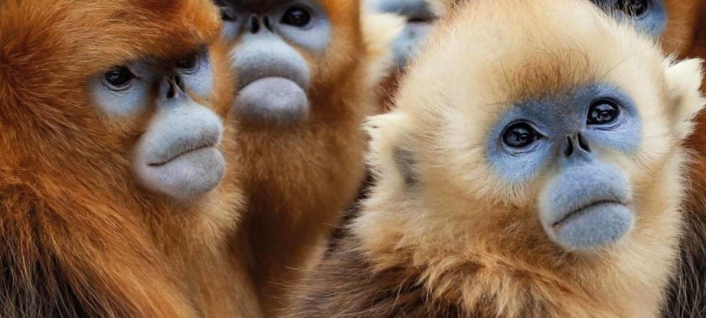 The series introduces the extremely rare golden-haired, blue-faced, snub-nosed snow monkeys who inhabit the mountains of China | BBC America