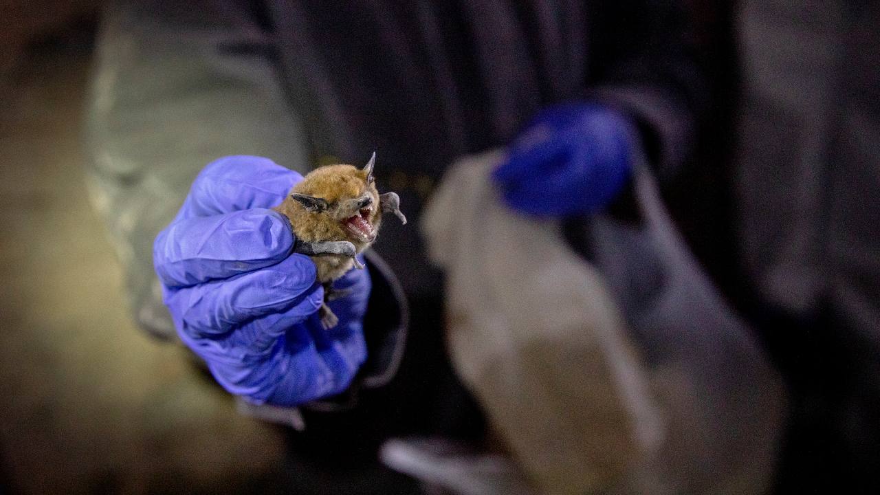 Bats are thought to be the probable source of the coronavirus outbreak spreading from China. It turns out that they may have an immune system that lets them coexist with many disease-causing viruses. Image: Kim Raff/NYT