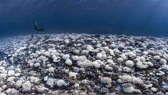 World oceans were warmest in 2019 than any other time in recorded history: Study