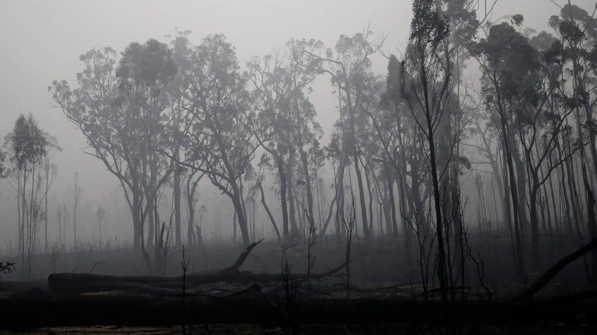 Australia Fires: How you can help people, wildlife affected by the wildfire from anywhere in the world