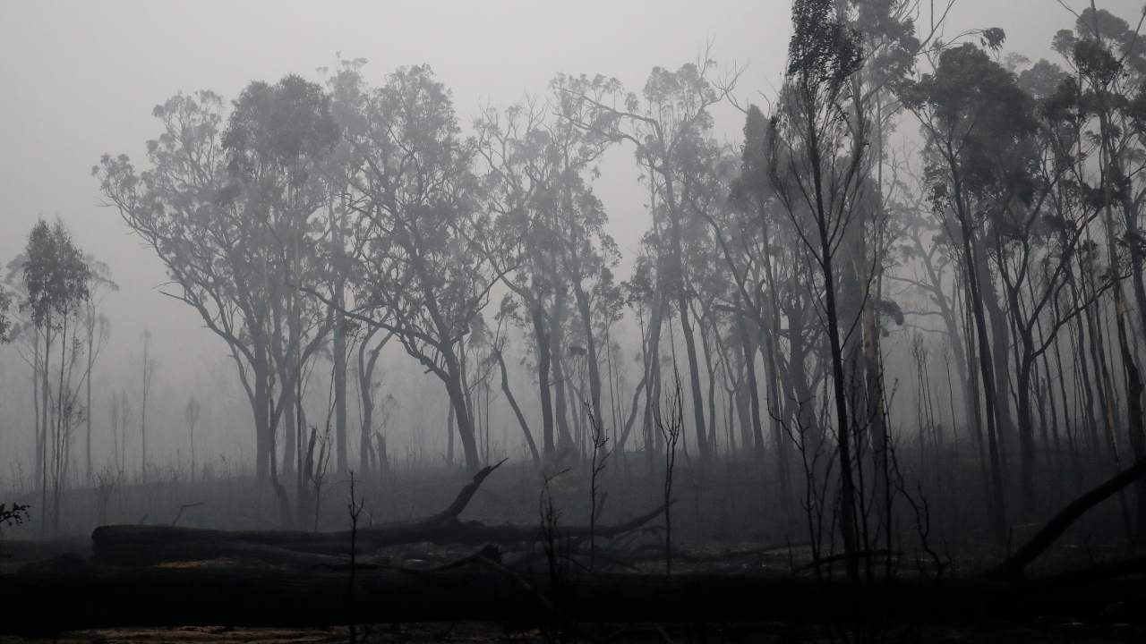 Australia Fires: How you can help people, wildlife affected by the wildfire from anywhere in the world Australia Fires: How you can help people, wildlife affected by the wildfire from anywhere in the world
