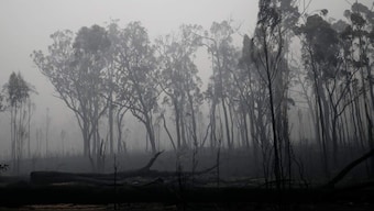 Australia Fires: How you can help people, wildlife affected by the wildfire from anywhere in the world