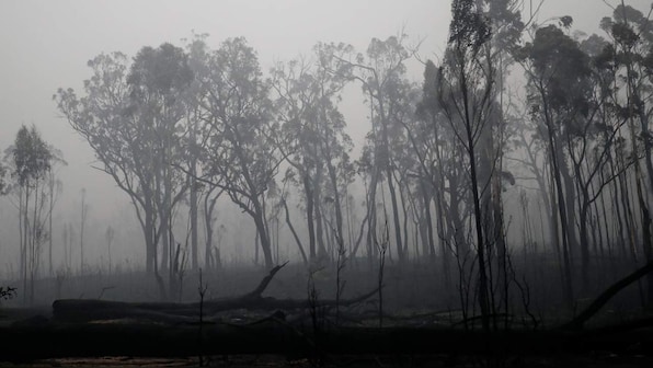 Australia Fires: How you can help people, wildlife affected by the wildfire from anywhere in the world