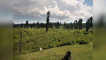 Infrastructure projects, growing demand for housing, poor oversight have rapidly depleted forest cover in Kashmir