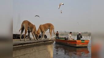 Dogs follow human cues even without training; could this be the key to solving India's rabies problem?