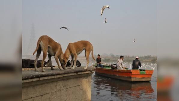 Dogs follow human cues even without training; could this be the key to solving India's rabies problem?