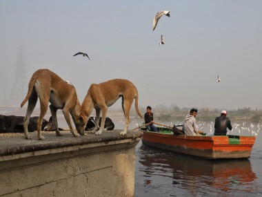 Dogs follow human cues even without training; could this be the key to solving India's rabies problem? Dogs follow human cues even without training; could this be the key to solving India's rabies problem?