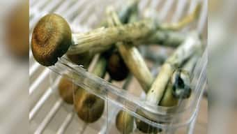 Magic mushrooms and ecstasy help to treat PTSD in clinical trials