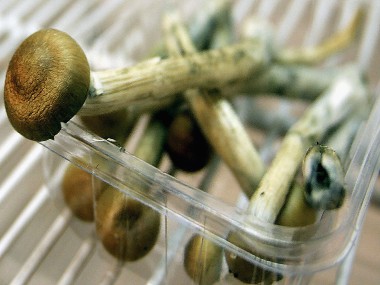 Magic mushrooms and ecstasy help to treat PTSD in clinical trials Magic mushrooms and ecstasy help to treat PTSD in clinical trials