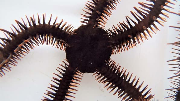 Red Brittle Star, cousin to Starfish, does not have eyes but uses cells in its body to see